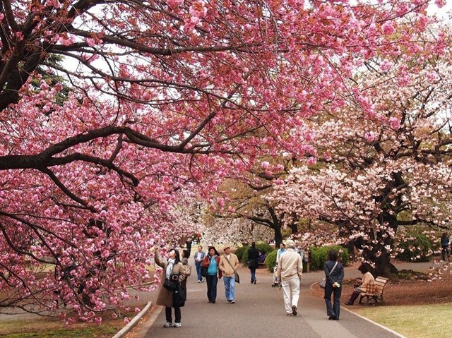 A picturesque scene of Muong Phang cherry blossom garden, showcasing rows of blooming cherry trees in full splendor, symbolizing the delicate beauty and natural harmony of Dien Bien.