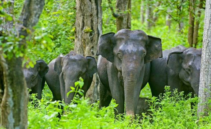 Nagarhole National Park