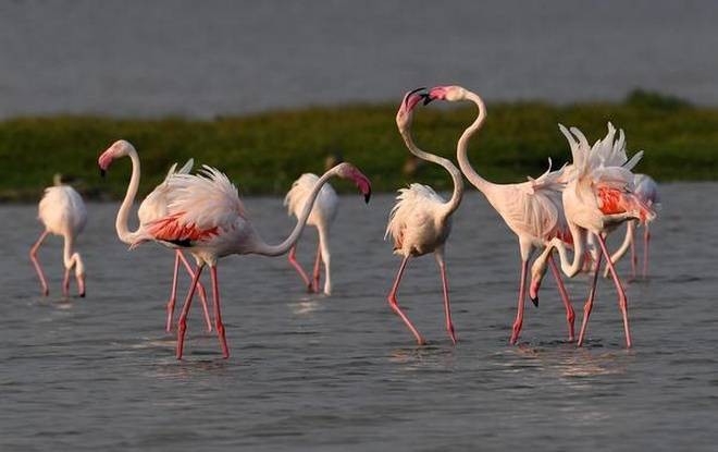 Nalabana Island Chilika Lake bird watching haven