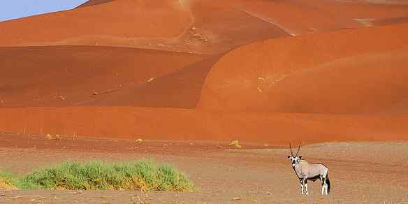 An oryx stands majestically against the backdrop of a towering sand dune in Namib-Naukluft National Park, exemplifying the dramatic beauty of Namibia's landscapes.