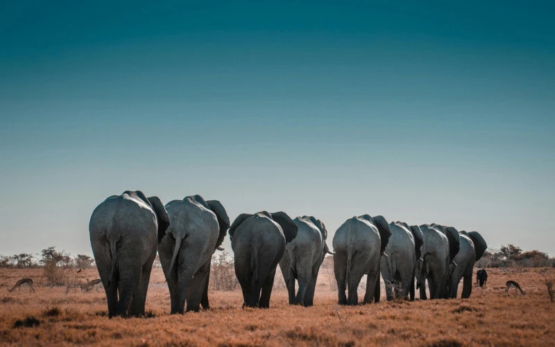 Namibia: A Land of Wondrous Surprises