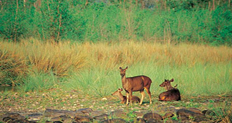 Nanda Devi National Park Uttarakhand