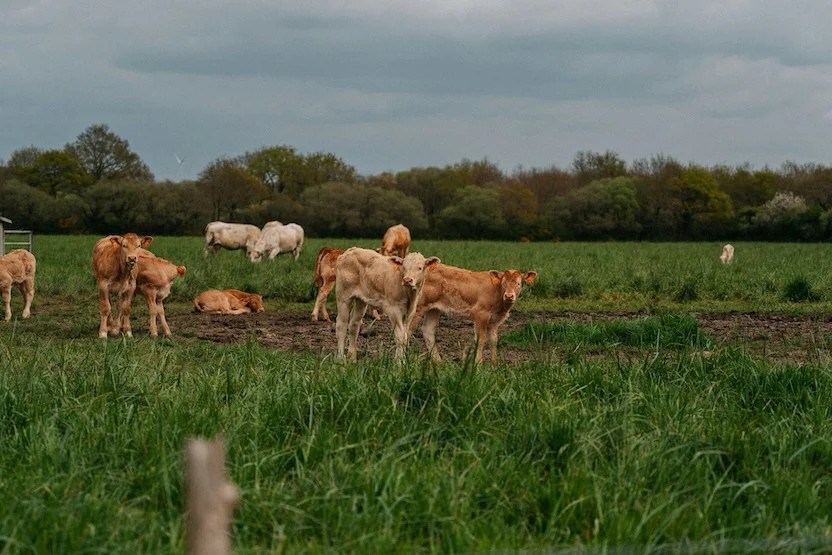 Cows in a field in Nantes, France. 