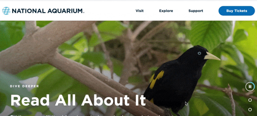 National Aquarium website with modern design