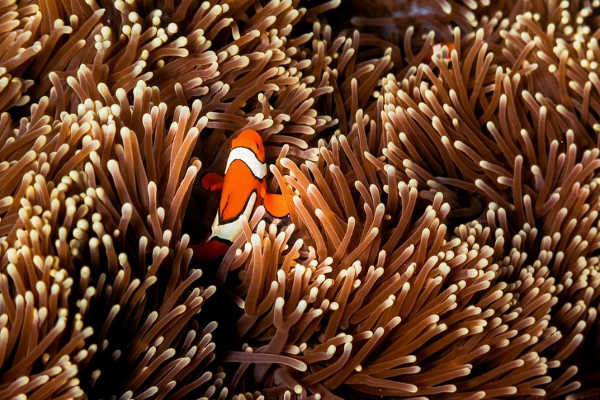 Clownfish in Great Barrier Reef