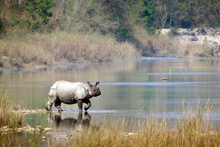 Rhino in Chitwan National Park: Experience Nepal's wild side with diverse wildlife and lush landscapes