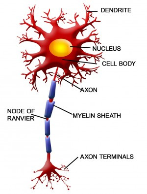 Nerve signals jump between the exposed areas between myelin sheathes. Image credit: Neuron image via www.shutterstock.com