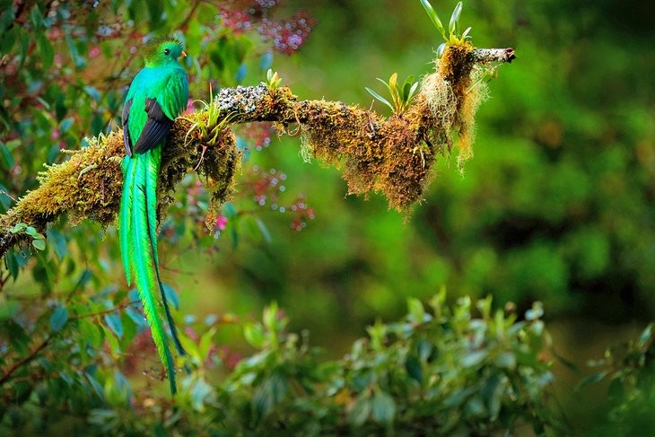 Vibrant Resplendent Quetzal in the Bosawas Biosphere Reserve, a haven for birdwatchers