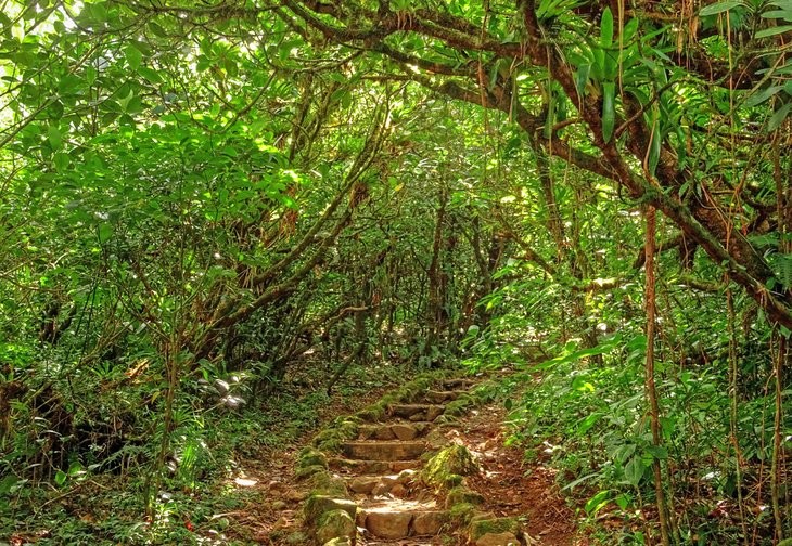 Lush cloud forest landscape within the Mombacho Volcano Nature Preserve