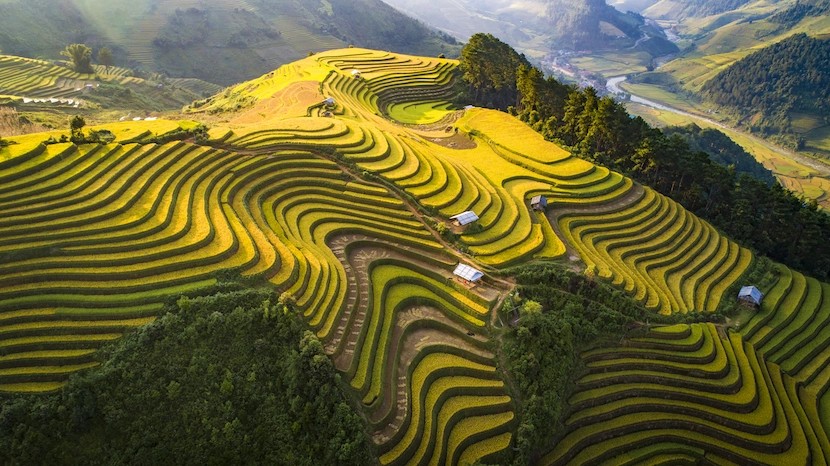tu le in harvest season