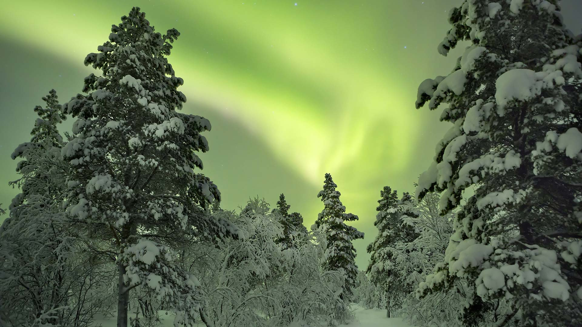 Northern lights above the forest in Finland. The aurora borealis dancing in the sky above a snow-covered forest