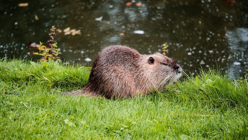 Nutria spotted in a green space at Celle Castle in Germany 