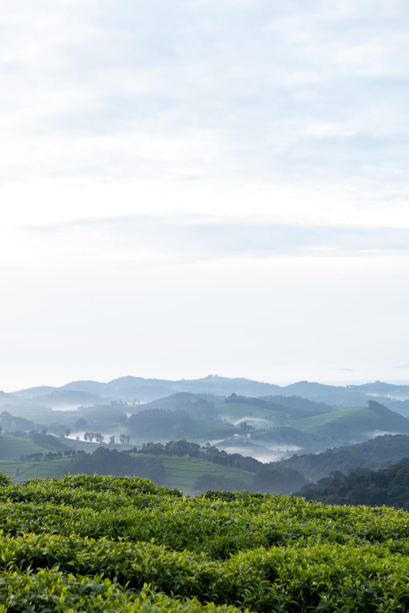 Sunrise views of Nyungwe forest and tea plantations from Kitabi Eco Lodge