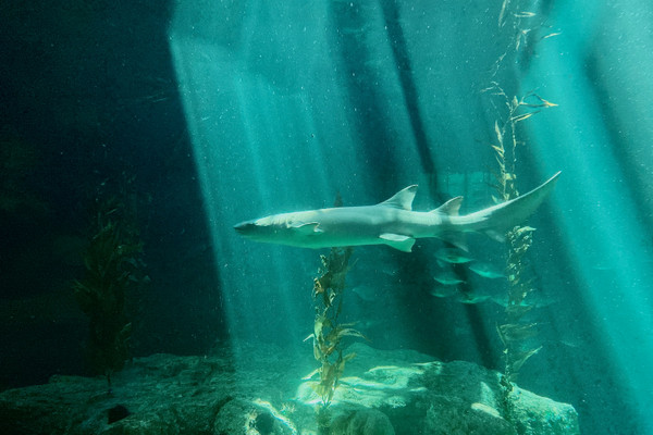 ocean park most visited tourist attraction world