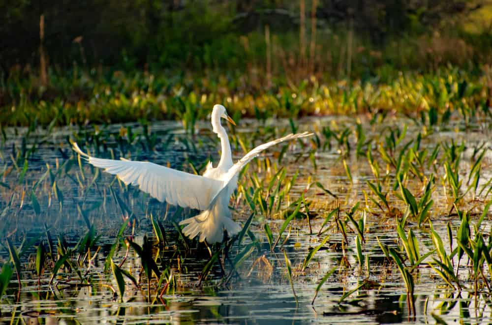 Lush greenery and water in Okefenokee Swamp