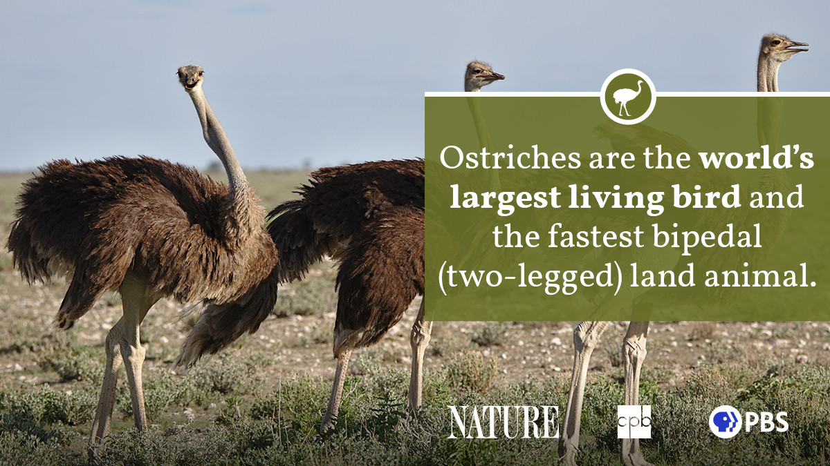 Ostriches in a Natural Habitat