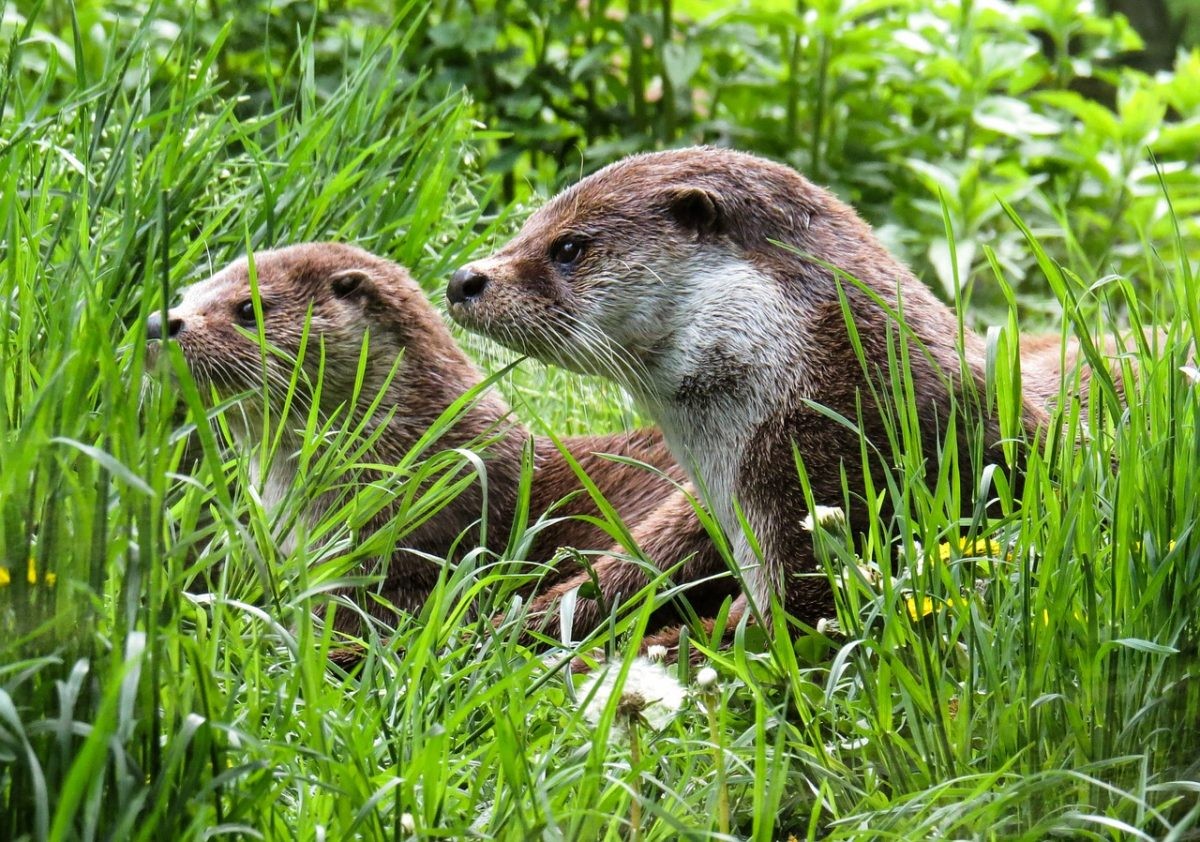Otter in Dordogne river, a UNESCO Biosphere Reserve