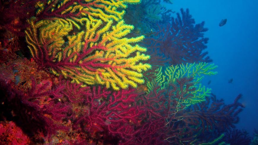 Coral destruction due to overtourism