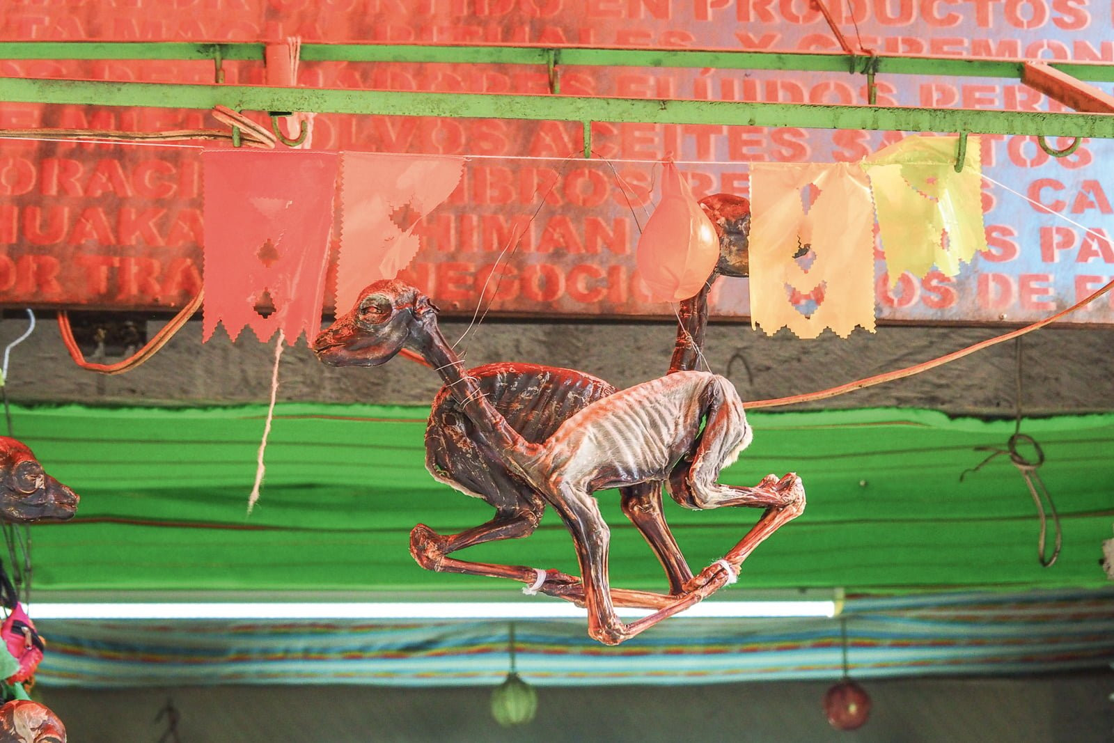 Dried llamas at the Witches' Market