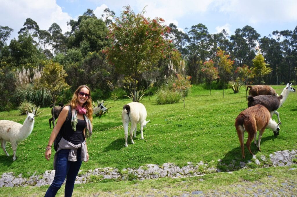 Llamas in Parque Metropolitano, Quito, Ecuador, showcasing the park's natural beauty and recreational opportunities for Quito tourism
