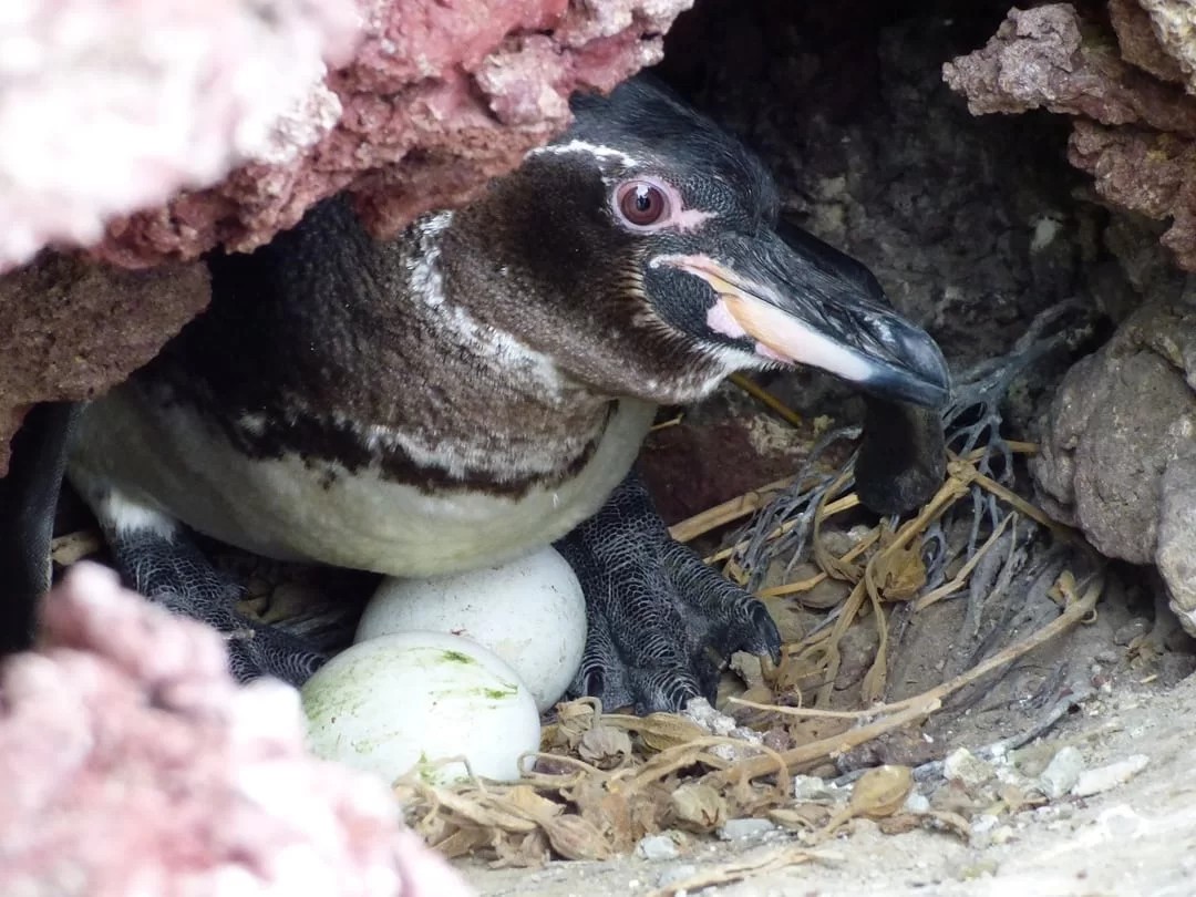 Galapagos penguin conservation