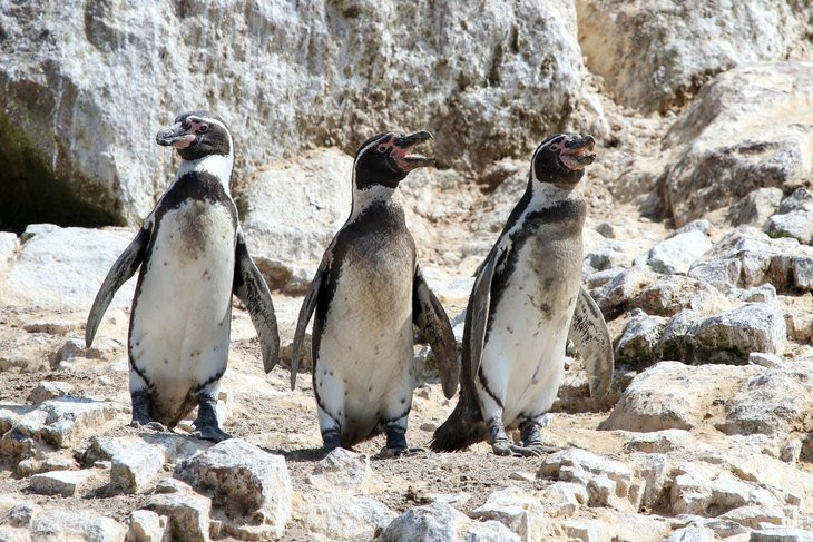 Ballestas Islands - Penguins