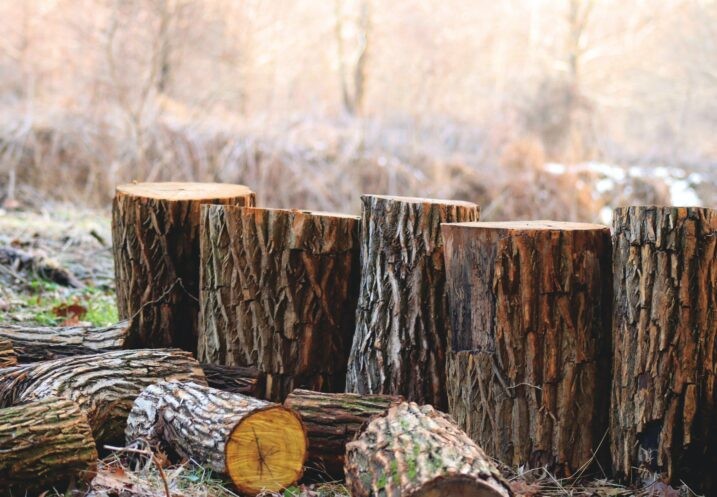 Timber in Chile