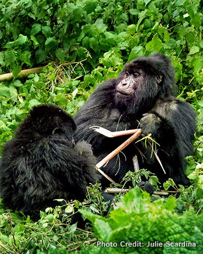 A younger male gorilla confronts a silverback, displaying aggressive behavior in a bid for dominance within the troop.