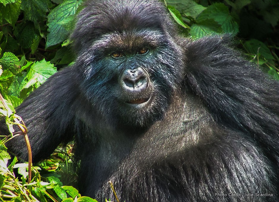 A mountain gorilla stares directly at the camera, highlighting the urgent need for conservation efforts.