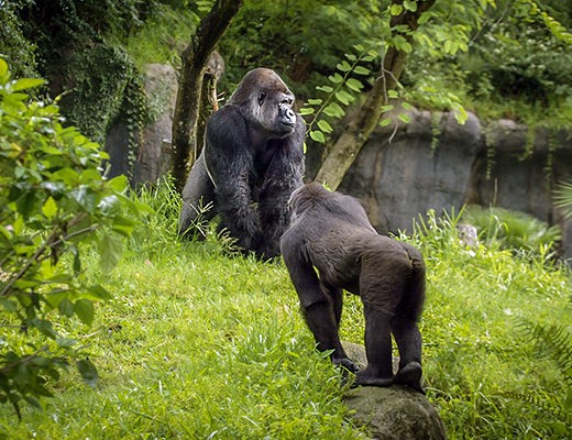 A gorilla troop is gathered in a clearing, showcasing a silverback leading the way through the dense forest.