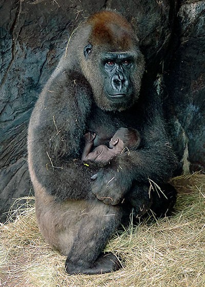 A dominant silverback gorilla sits peacefully amidst a lush green forest, surrounded by members of his troop.