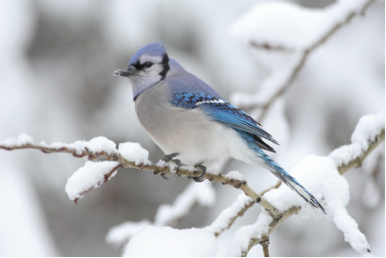 Blue jays perched on a snowy branch, showcasing their vibrant plumage and winter adaptability