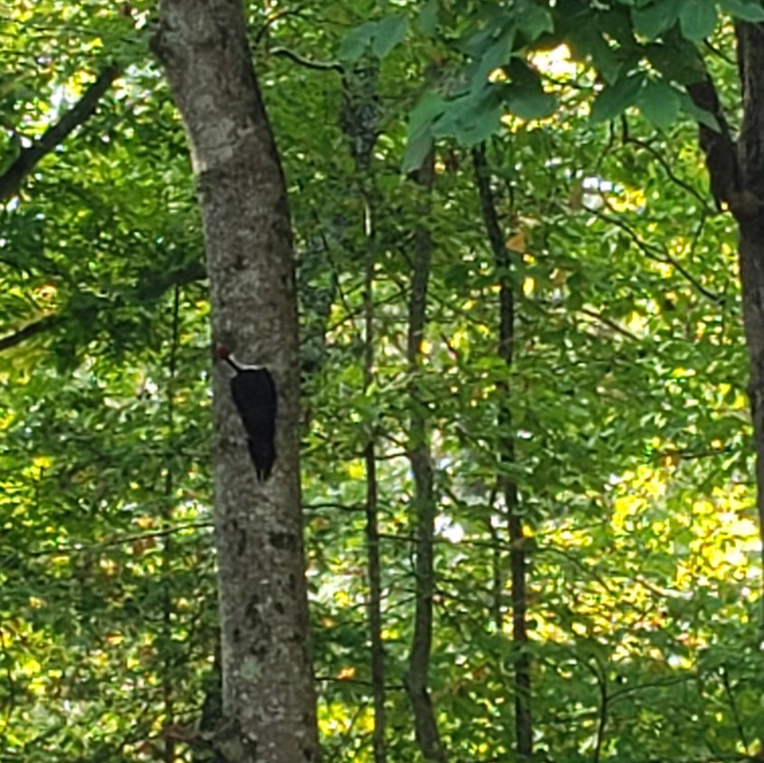 Pileated Woodpecker