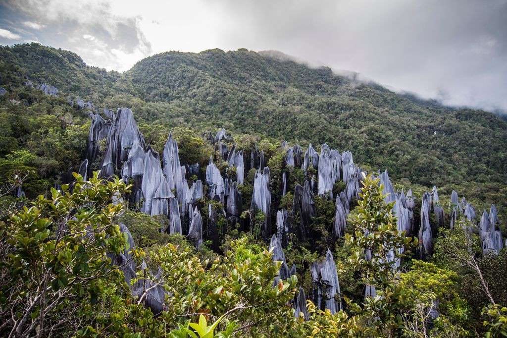 The pinnacle rocks of Gunung Mulu National Park, Malaysia.