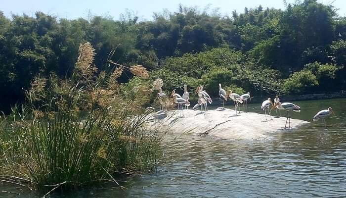 Pitti Bird Sanctuary is captured in its natural state, showcasing the undisturbed habitat that makes it a prime location for birdwatching enthusiasts in Lakshadweep.