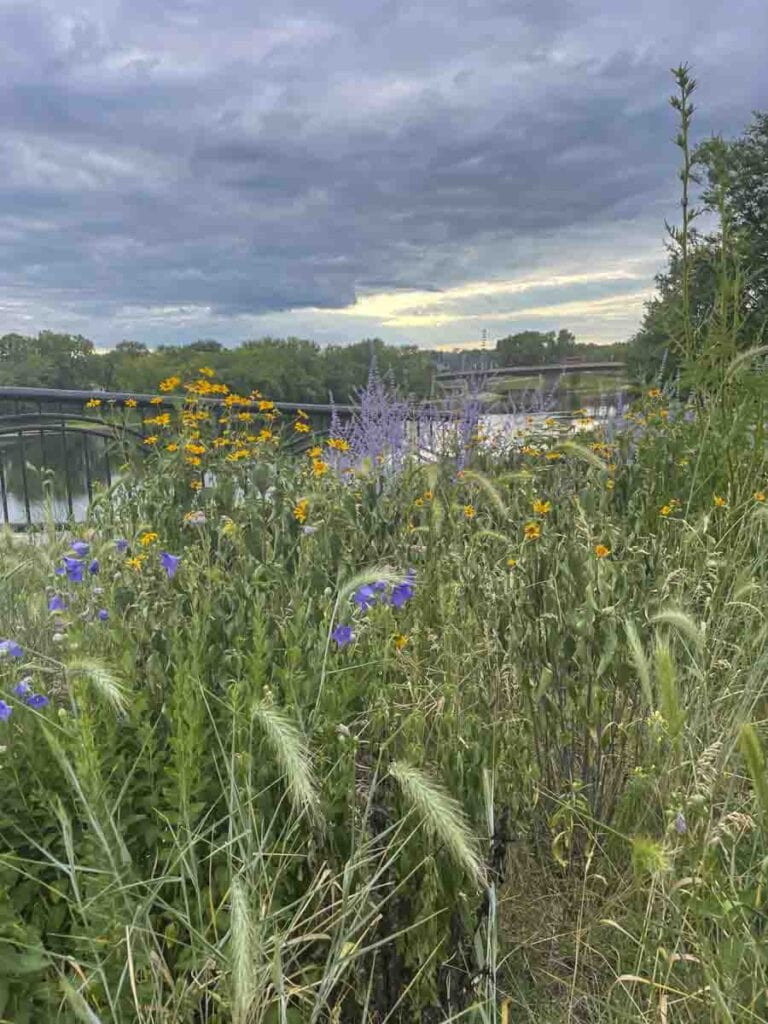 A lush field of wildflowers including yellow, purple, and blue blooms under a cloudy sky. In the background, a bridge spans a body of water surrounded by green trees. This scene captures the tranquility of nature amidst an overcast day; truly one of the best places to visit in the fall, with its blend of natural beauty and peaceful atmosphere