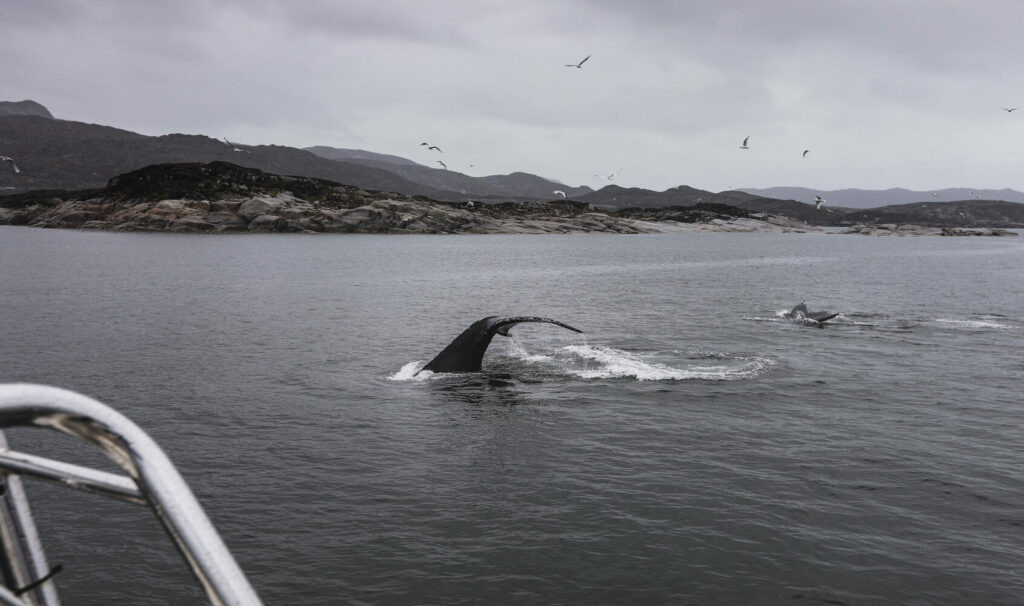 Whale watching during Greenland travel