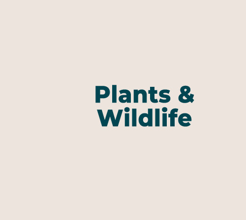 Chatham Islands Plantlife: Discovering Colorful and Unique Flora
