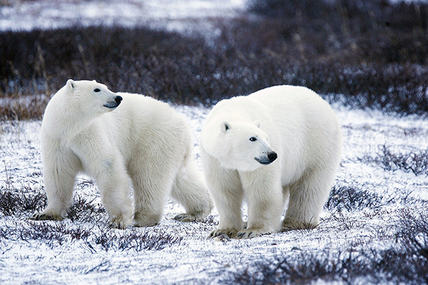 Polar bears in their natural habitat