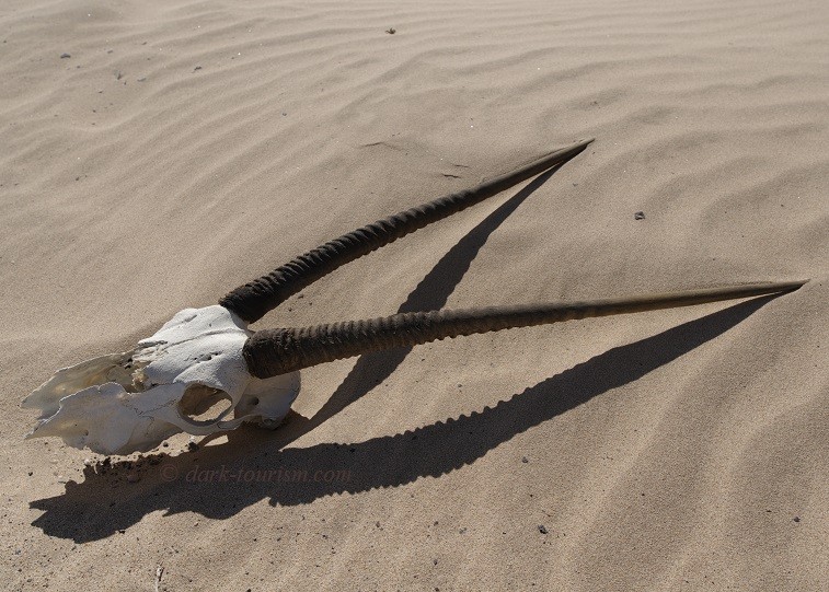 Oryx Skull with Horns