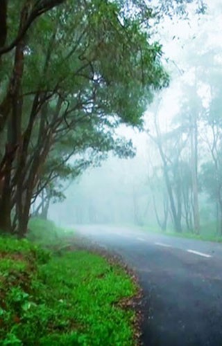 Ponmudi Hill Station, showcasing the lush greenery and mist-covered hills