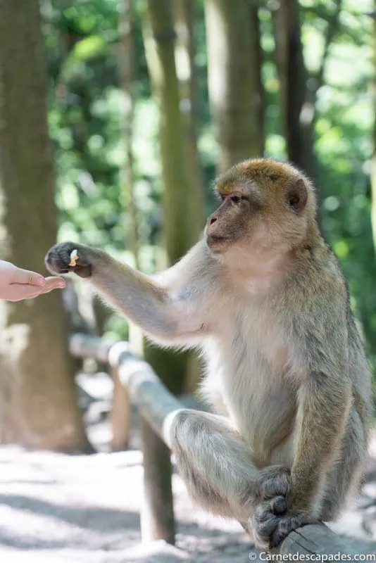 Monkey at Montagne des Singes wildlife park