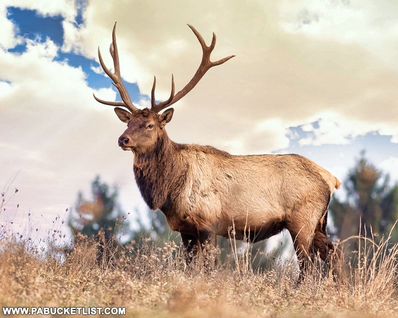 Elk grazing in a field in Elk County, PA, with a backdrop of lush green forests and a clear blue sky, showcasing the natural beauty of the region.