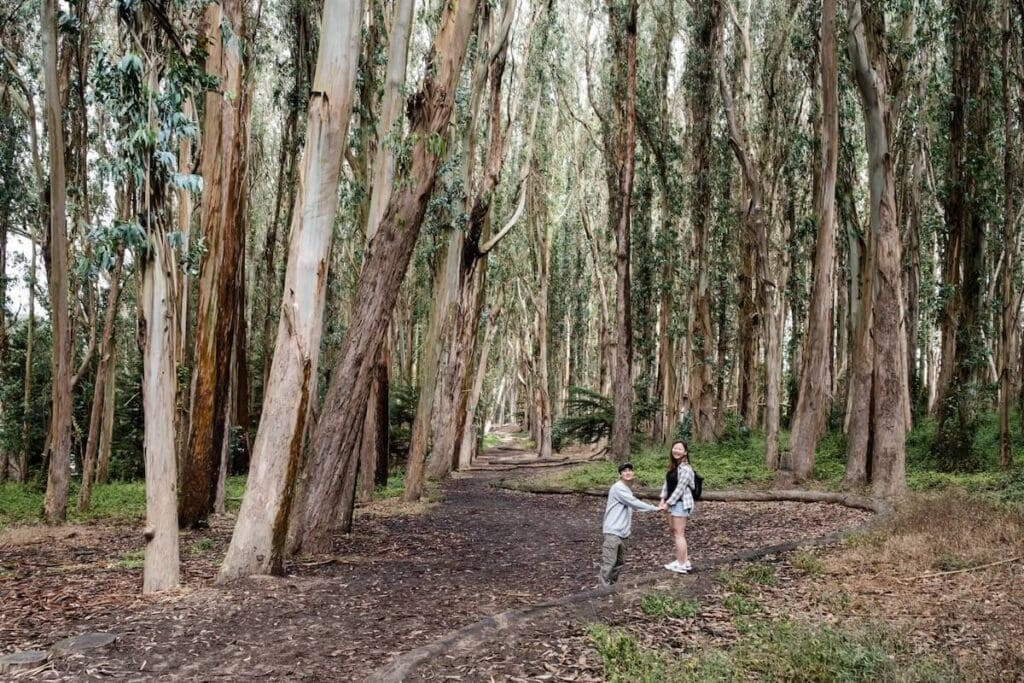 Presidio Wood Line