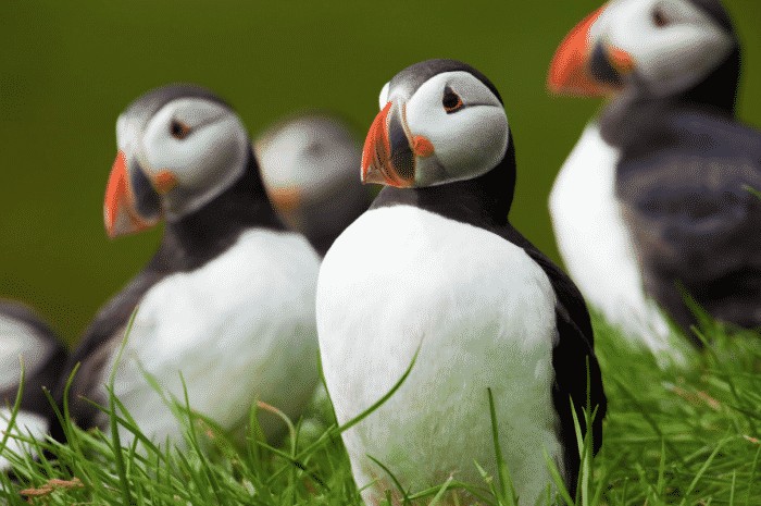 Puffins on Mykines Island