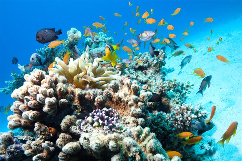 Marine Parks