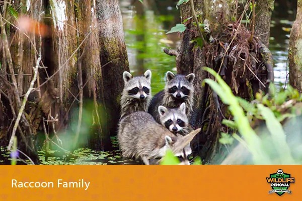 Raccoon Family