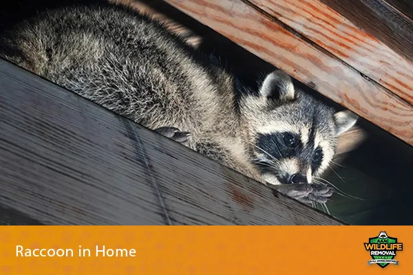 Raccoon near houses