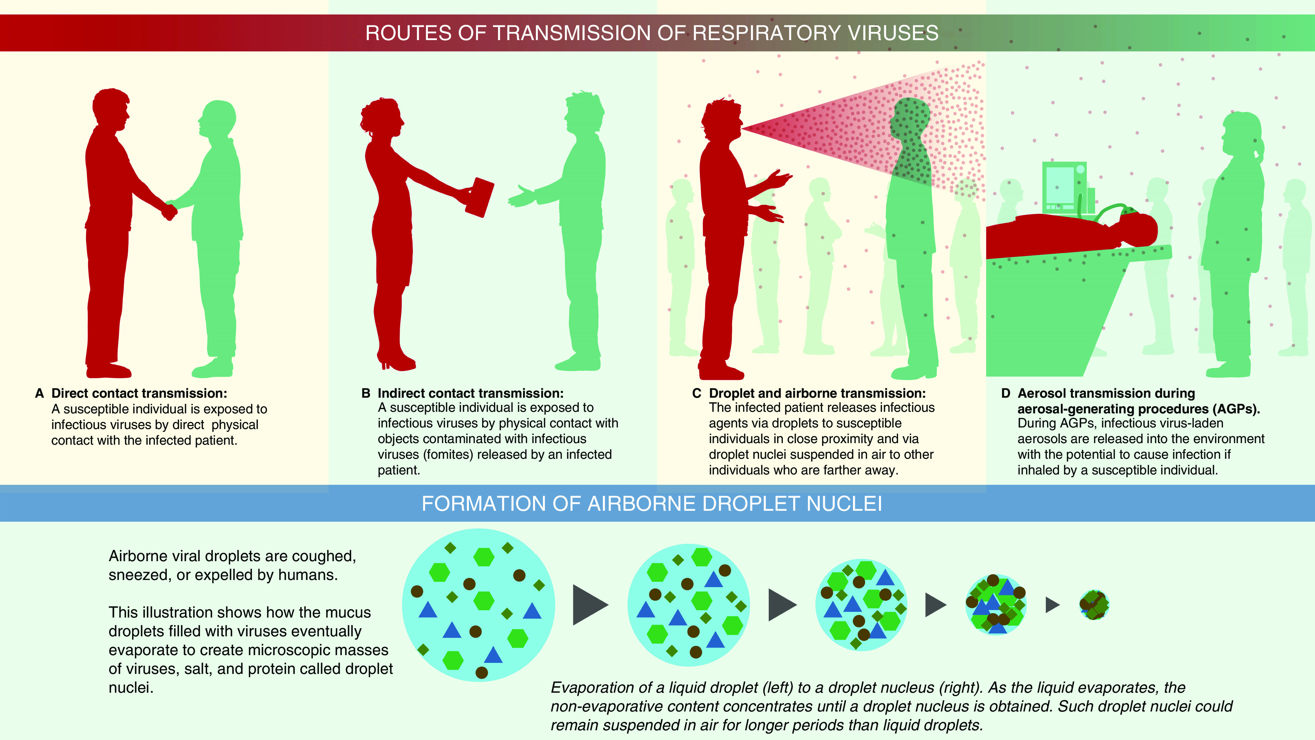 Routes of virus transmission