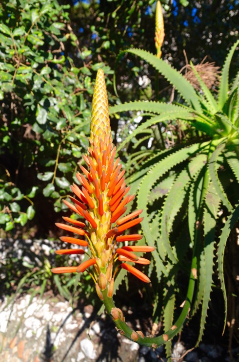 Red Aloe